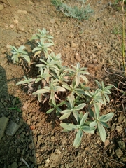 Marrubium peregrinum