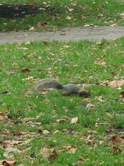 Sciurus carolinensis