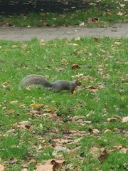 Sciurus carolinensis