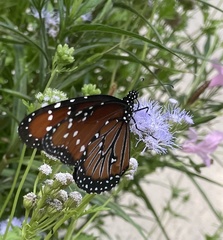 Danaus gilippus