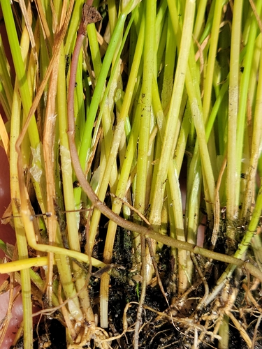 Image of Eleocharis flavescens by (c) Jay Horn, some rights reserved (CC BY)