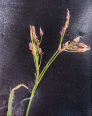 Luzula forsteri