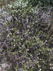 Wahlenbergia calcarea