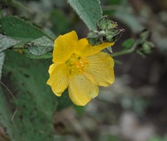 Allowissadula holosericea
