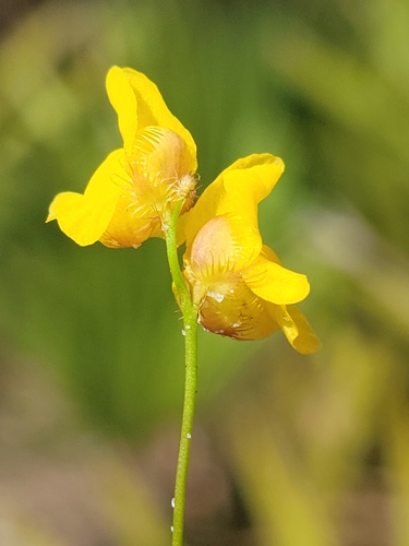 Image of Utricularia simulans by (c) Jay Horn, some rights reserved (CC BY)