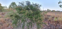 Melaleuca tamariscina
