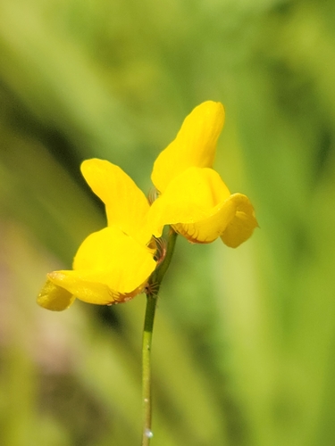 Image of Utricularia simulans by (c) Jay Horn, some rights reserved (CC BY)