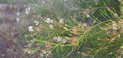 Melaleuca tamariscina