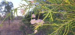 Melaleuca tamariscina