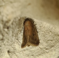 Lenisa geminipuncta