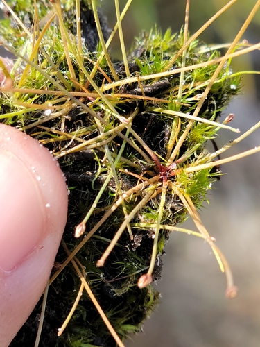 Black spikerush (Eleocharis nigrescens)