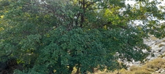 Acer granatense