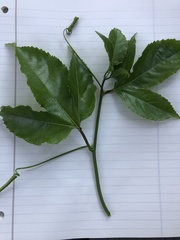 Passiflora