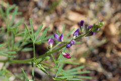 Lupinus truncatus