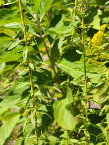 Solidago tortifolia image