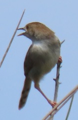 Cisticola chiniana