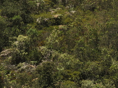 Ageratina asclepiadea