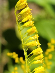 Solidago tortifolia image