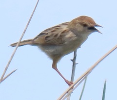 Cisticola chiniana