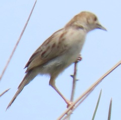 Cisticola chiniana