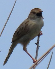 Cisticola chiniana