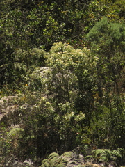 Ageratina asclepiadea
