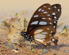 Graphium leonidas leonidas