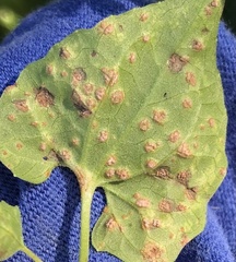 Puccinia spegazzinii