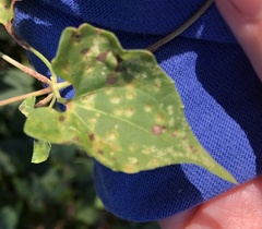 Puccinia spegazzinii