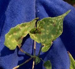 Puccinia spegazzinii