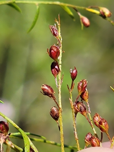 Image of Lechea sessiliflora by (c) Jay Horn, some rights reserved (CC BY)