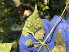 Puccinia spegazzinii