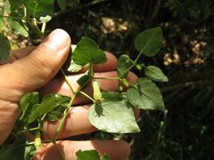 Salpichroa tristis