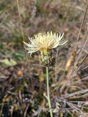 Centaurea scabiosa apiculata
