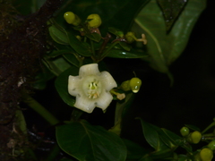 Macrocarpaea macrophylla