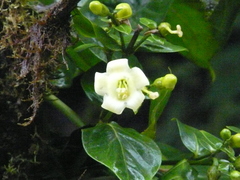 Macrocarpaea macrophylla