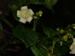 Macrocarpaea macrophylla