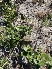 Disholcaspis spongiosa