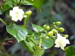 Macrocarpaea macrophylla