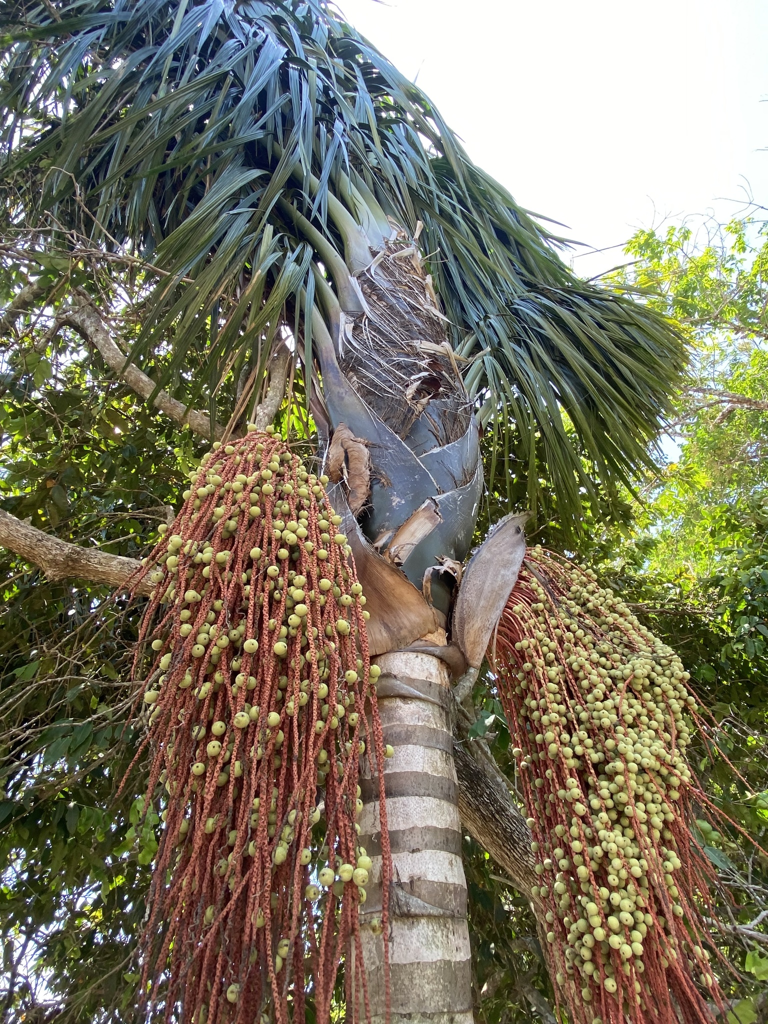 Imagem de Bacaba-de-leque