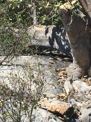 Petrosaurus thalassinus