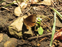 Panyapedaliodes drymaea