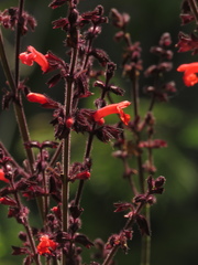 Salvia rubescens