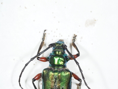 Synaptola robusta