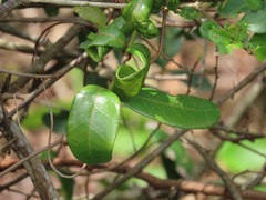 Ancylobothrys petersiana