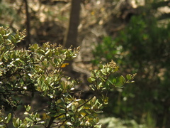 Miconia squamulosa