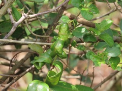 Ancylobothrys petersiana