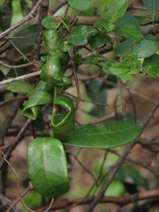 Ancylobothrys petersiana