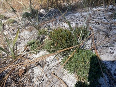 Selaginella acanthonota