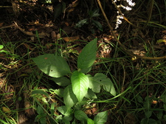 Abatia parviflora